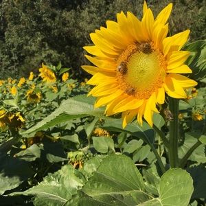 Meet your Posher, Chelsie